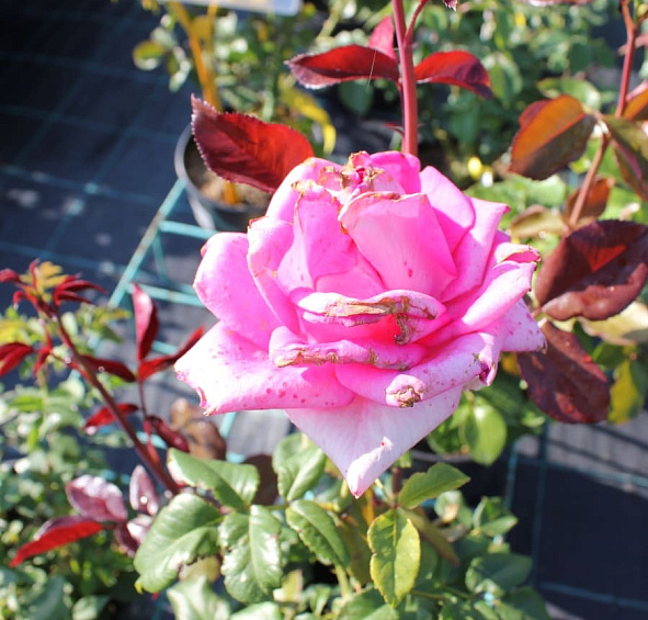 Роза 'Топаз' (чайно-гибридная) (розовая)