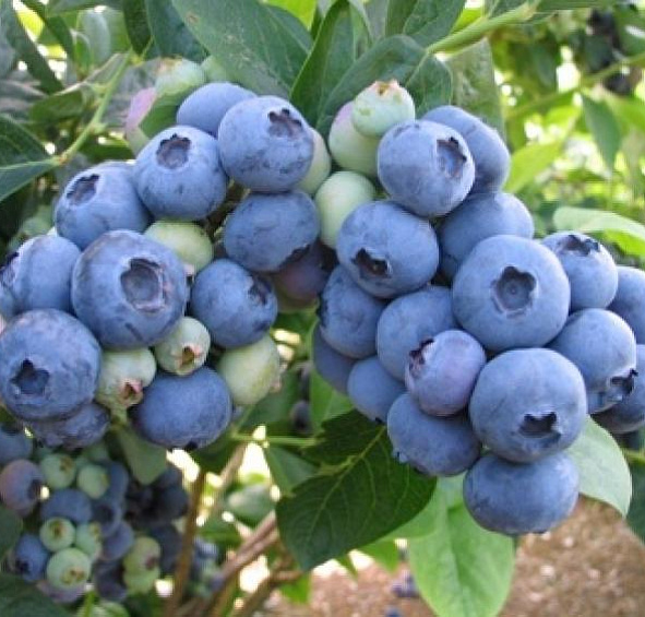 Голубика высокорослая 'Бонус'