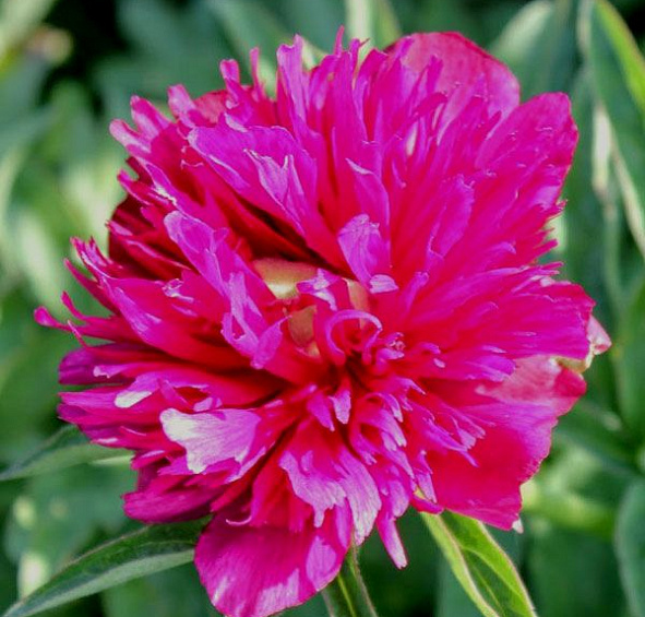 Пион Ред Спайдер (Red Spider)