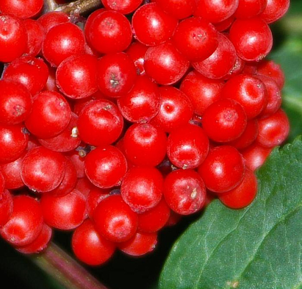 Бузина красная