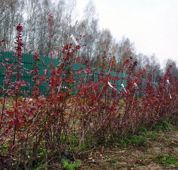 Барбарис оттавский 'Суперба'