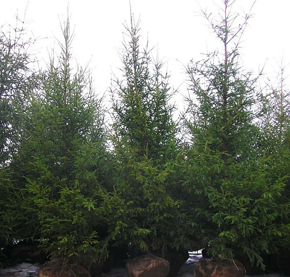 Ель обыкновенная (европейская)