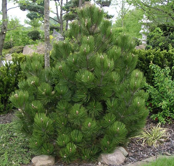 Сосна гельдрейха (боснийская, белокорая) 'Компакт Джем'