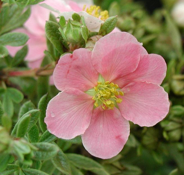 Лапчатка кустарниковая 'Пинк Бьюти'