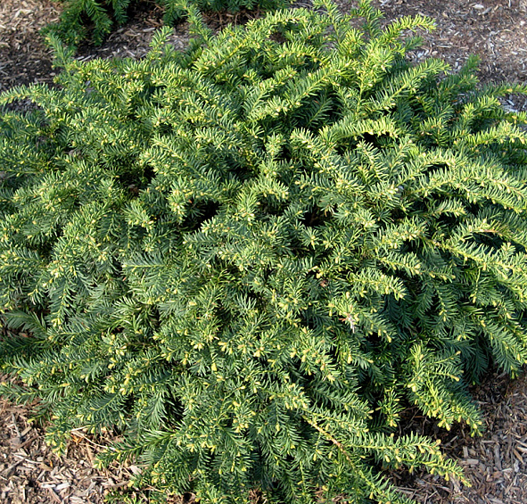 Тис ягодный 'Репанденс'