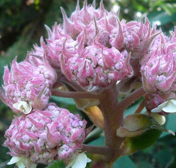 Гортензия шершавая 'Макрофилла'