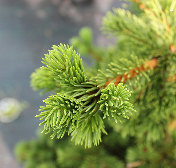 Ель колючая 'Лаки Страйк'