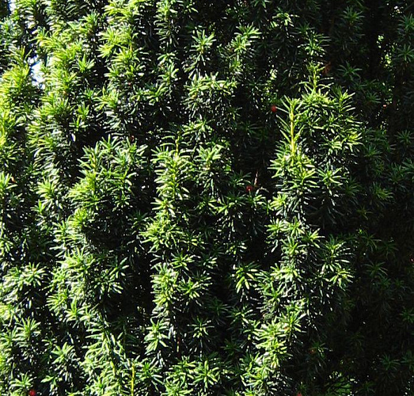 Тис ягодный 'Фастигиата'