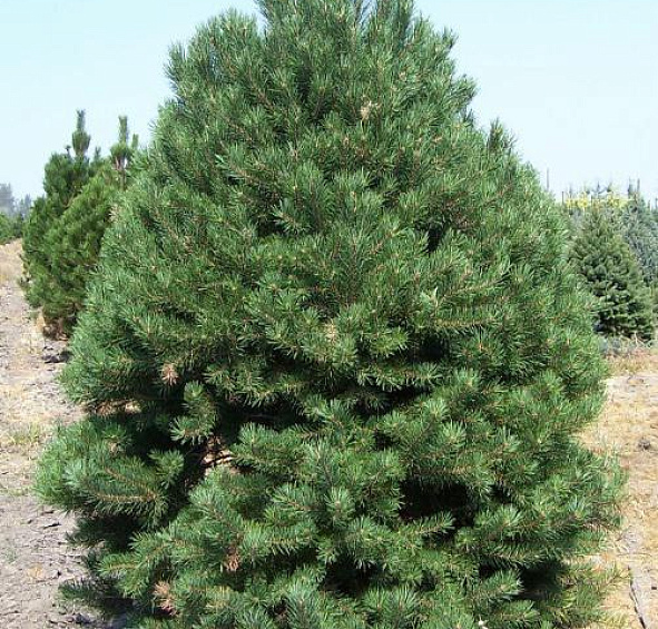 Сосна скрученная