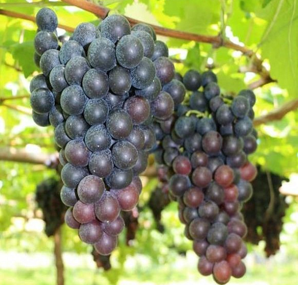 Виноград 'Кембел'