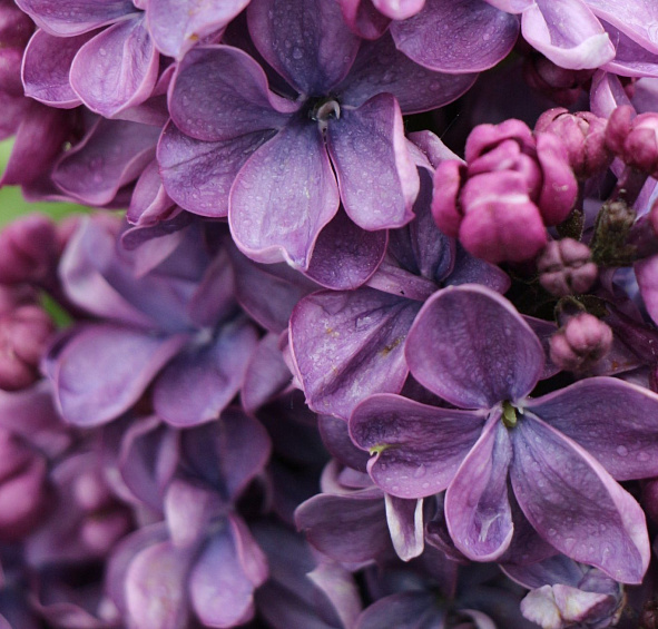 Сирень обыкновенная 'Виолетта' (фиолетово - розовая)