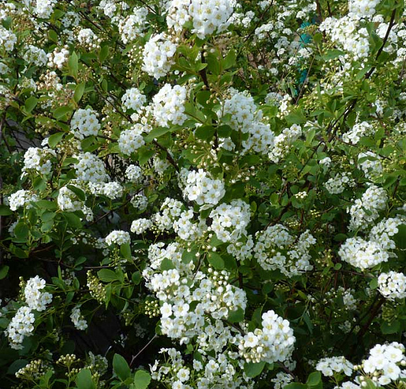 Спирея Вангутта