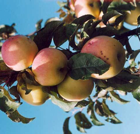 Яблоня колоновидная 'Луч'