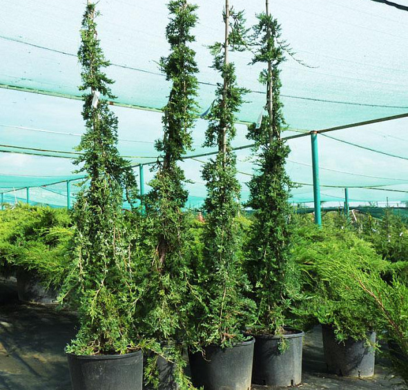 Можжевельник горизонтальный 'Вилтони'