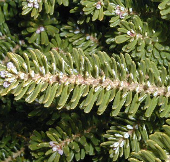 Пихта корейская 'Молли'