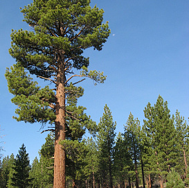 Сосна обыкновенная