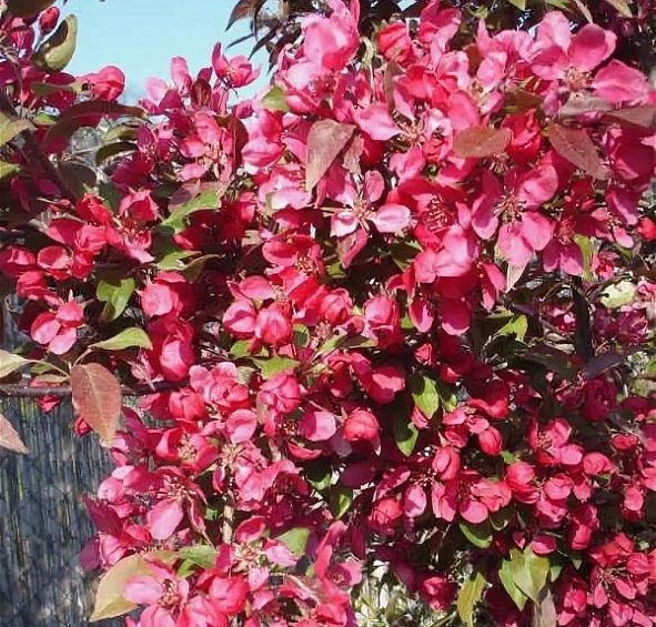 Яблоня декоративная 'Скарлет'