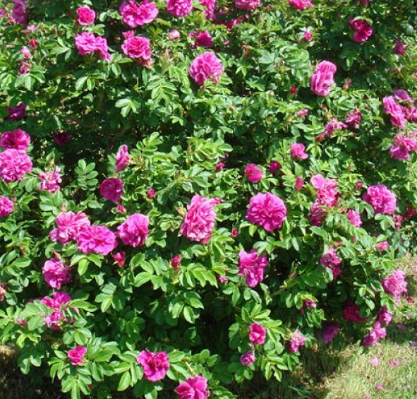 Роза морщинистая