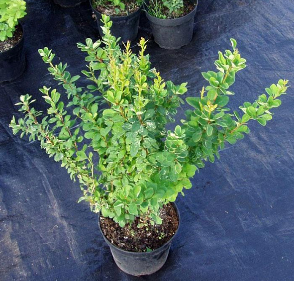 Барбарис Тунберга 'Паувау'