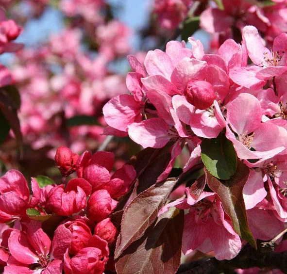 Яблоня декоративная 'Рудольф'