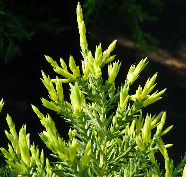 Можжевельник пфитцериана 'Голд Стар'