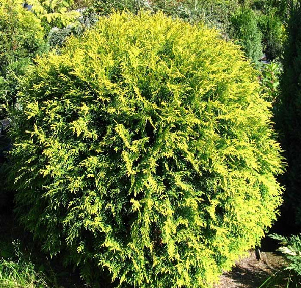 Туя западная 'Голден Глоб'