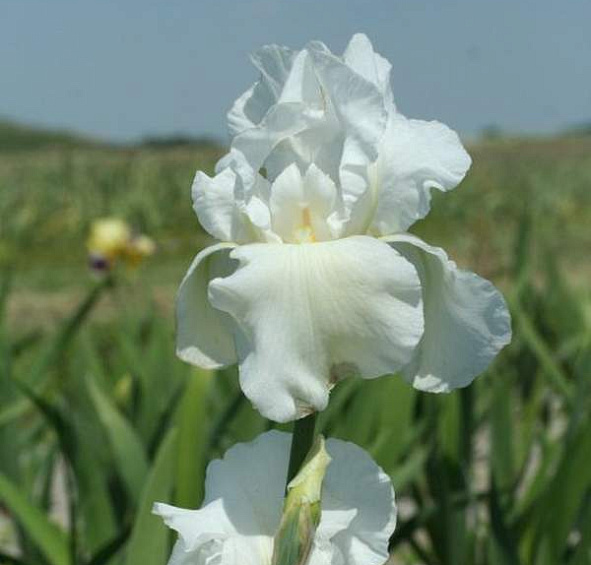 Ирис германский (бородатый) 'Бианка' 