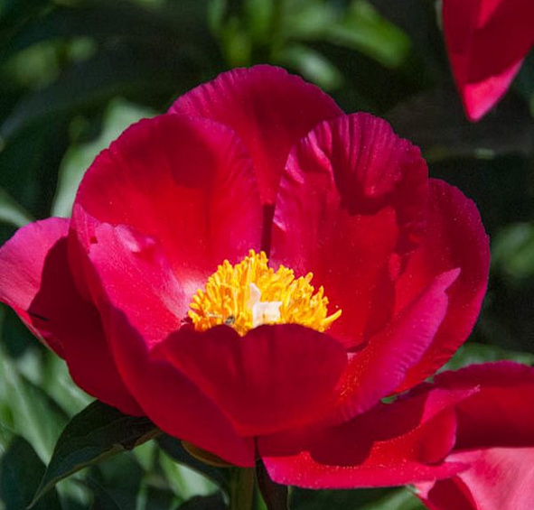 Пион молочноцветковый Америка (America)