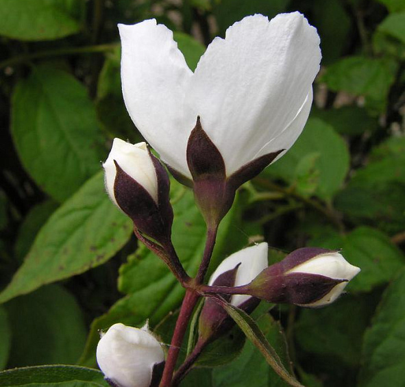 Чубушник 'Старбрайт'