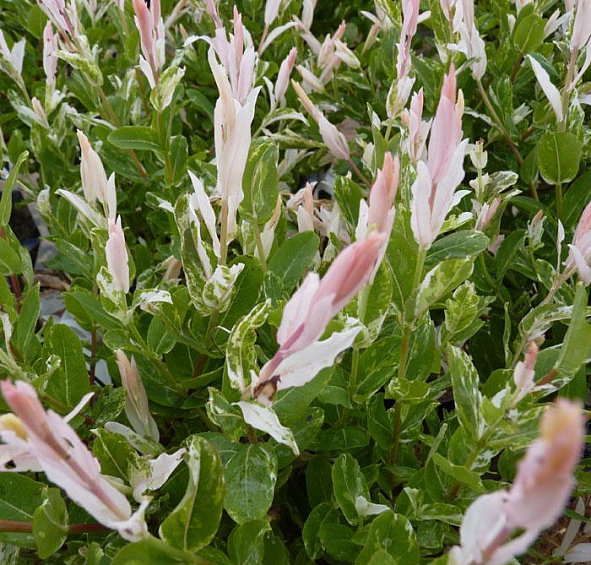 Ива цельнолистная 'Хакуро-Нишики'