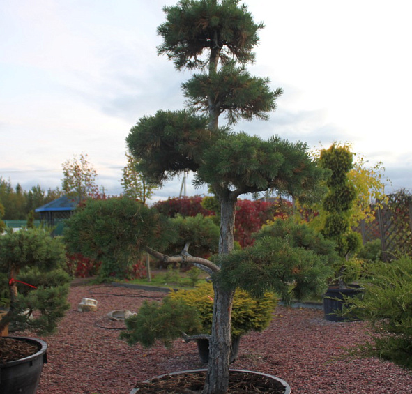 Сосна черная 'Брепо' бонсай