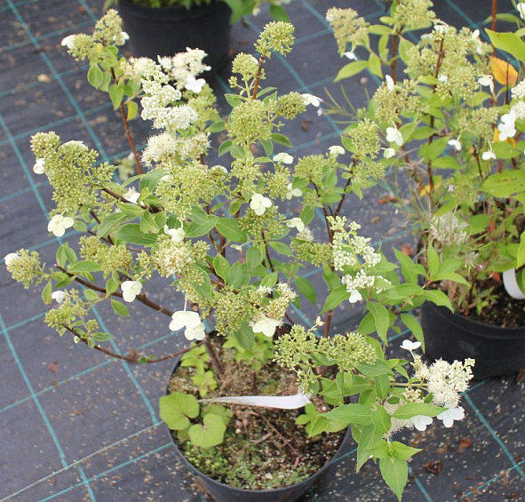 Гортензия метельчатая 'Киушу'