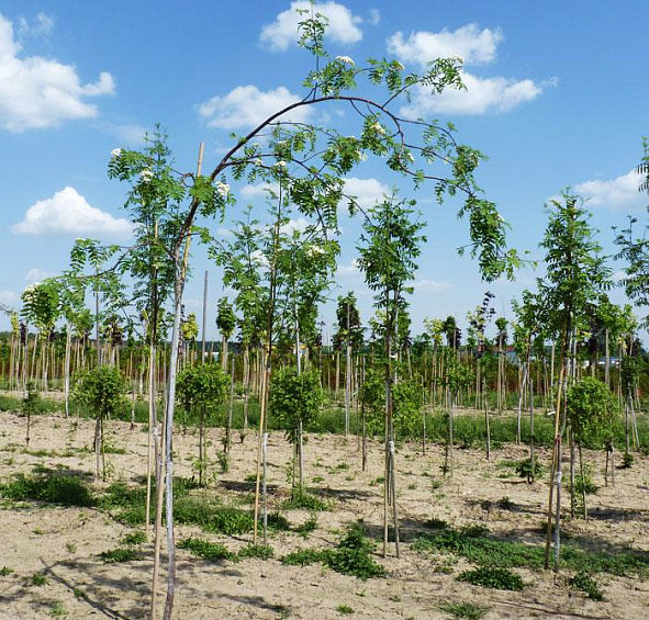 Рябина обыкновенная 'Пендула'