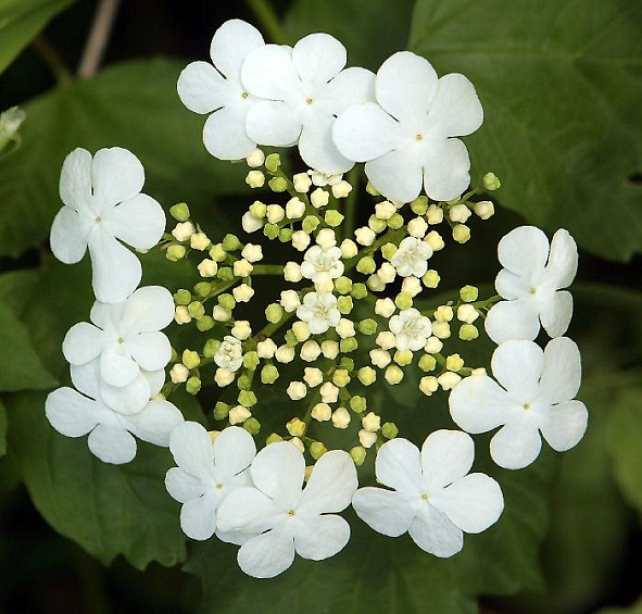 Калина обыкновенная