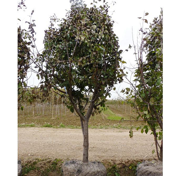 Яблоня домашняя 'Богатырь'