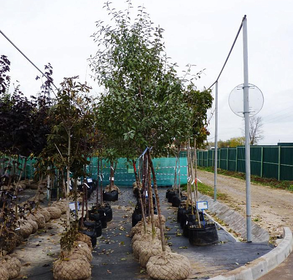 Яблоня лесная (декоративная)