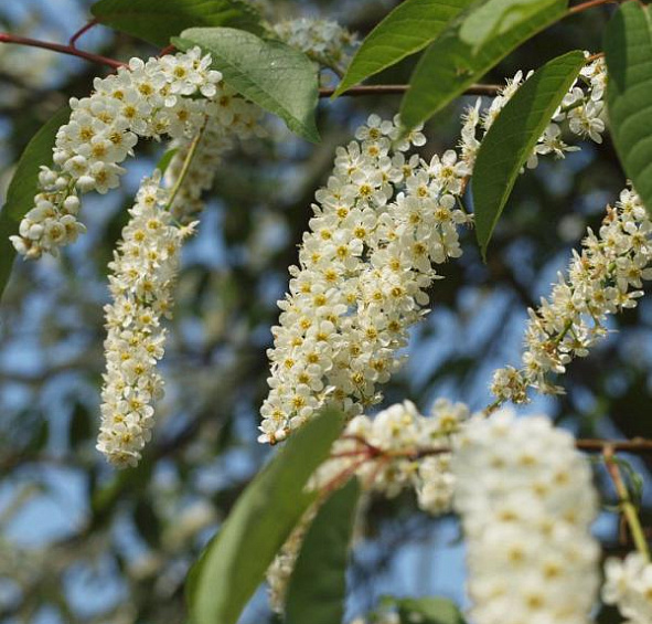 Черемуха обыкновенная 'Ватерери'