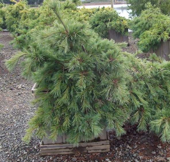 Сосна веймутова 'Ниагара Фоллс'