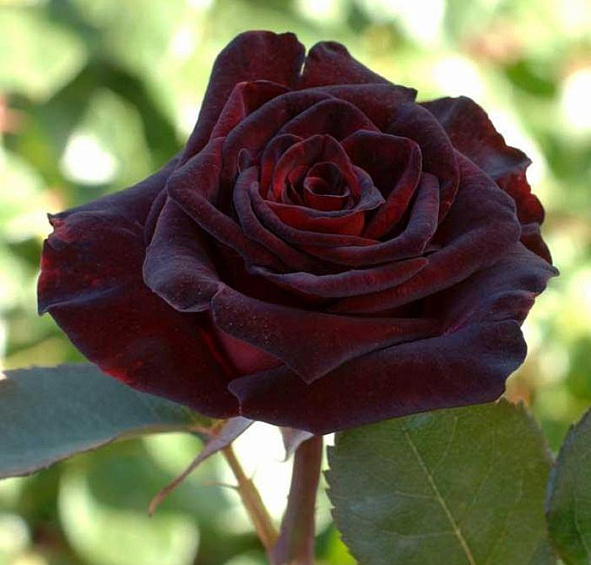 Роза 'Блэк Баккара' (чайно-гибридная) (темно-бордовая)