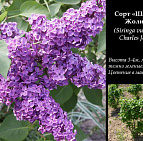 Фотоальбом Коллекция сиреней Коллекция сирени 04