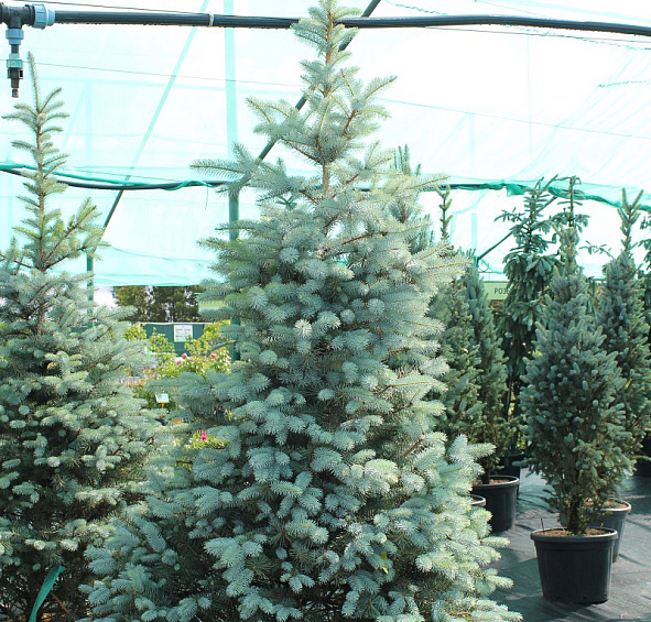 Ель колючая 'Блу Даймонд'