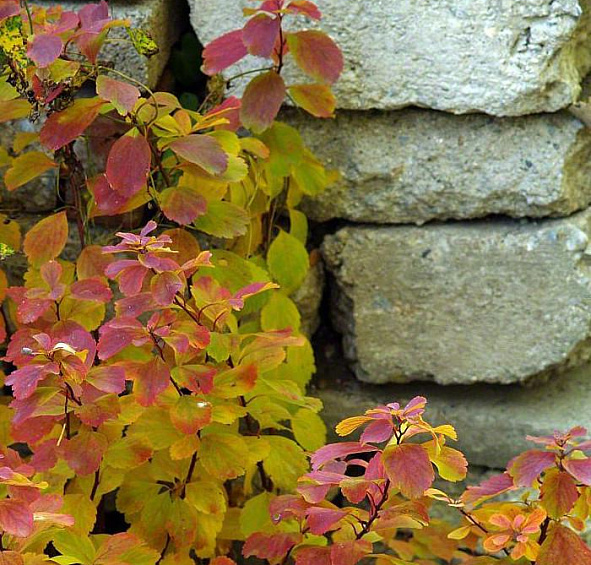 Спирея березолистная 'Тор'
