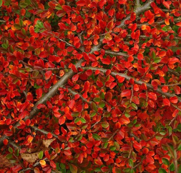 Кизильник горизонтальный