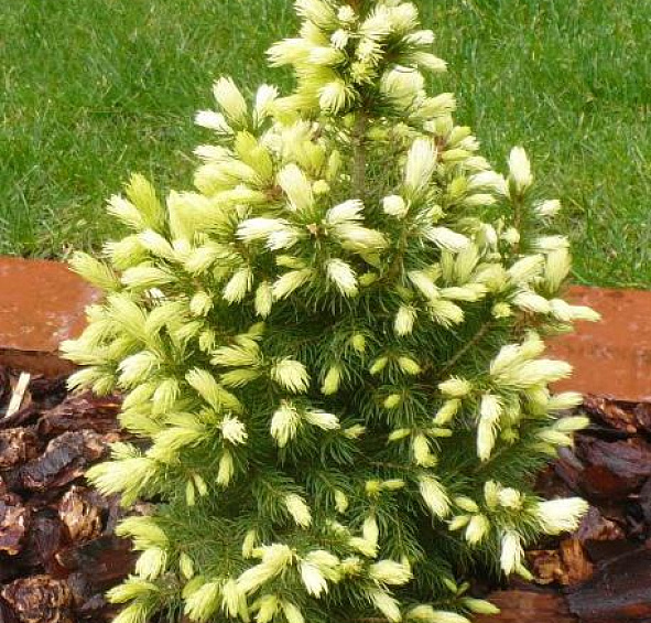 Ель сизая (канадская, белая) 'Дейзи Уайт'