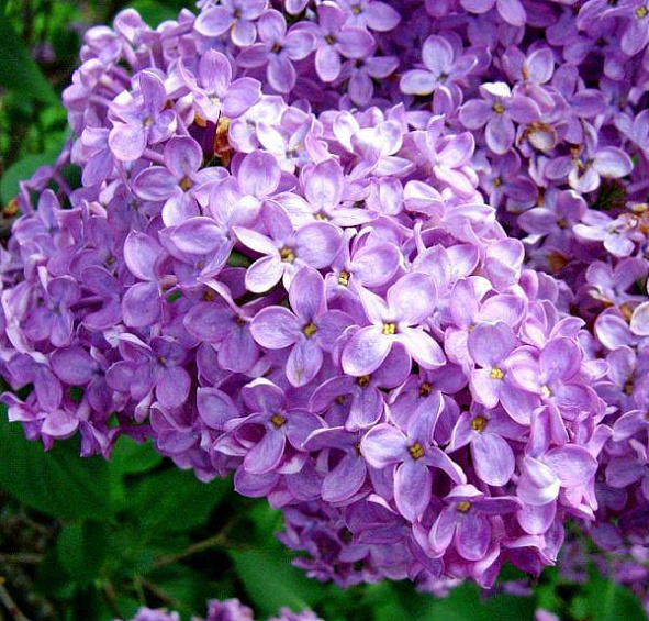 Сирень обыкновенная 'Никитская' (лилово-фиолетовая)