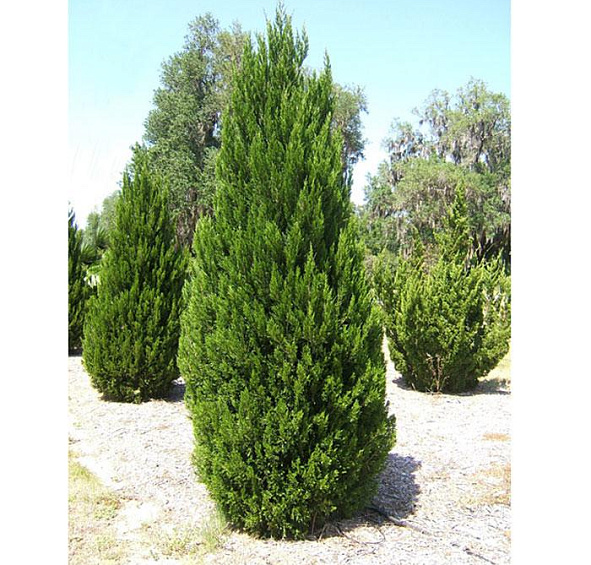 Можжевельник китайский 'Спартан'