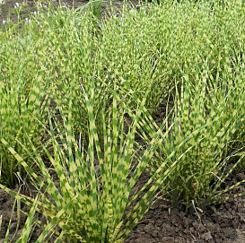 Мискантус китайский 'Голд Бар'