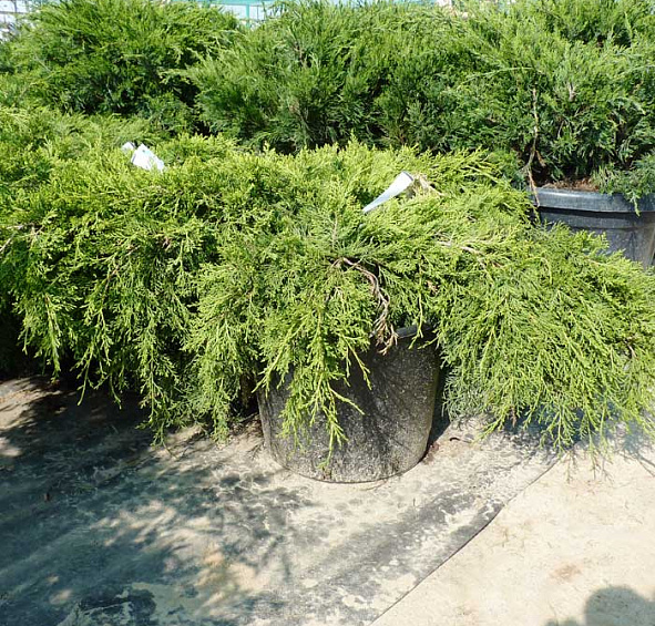 Можжевельник пфитцериана 'Олд Голд'