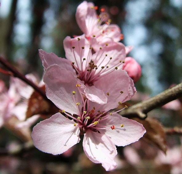 Слива мелкопильчатая Нигра