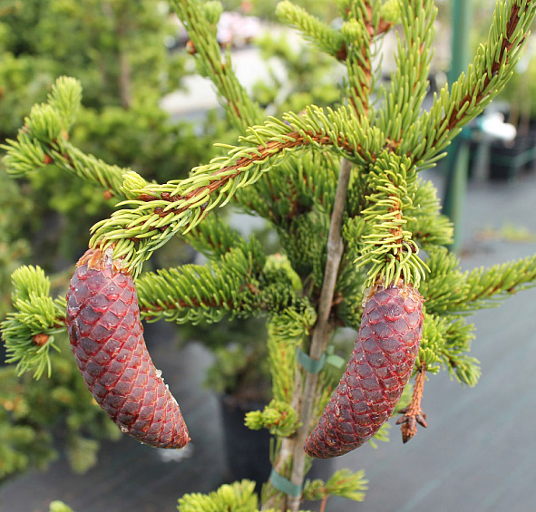 Ель колючая 'Лаки Страйк'